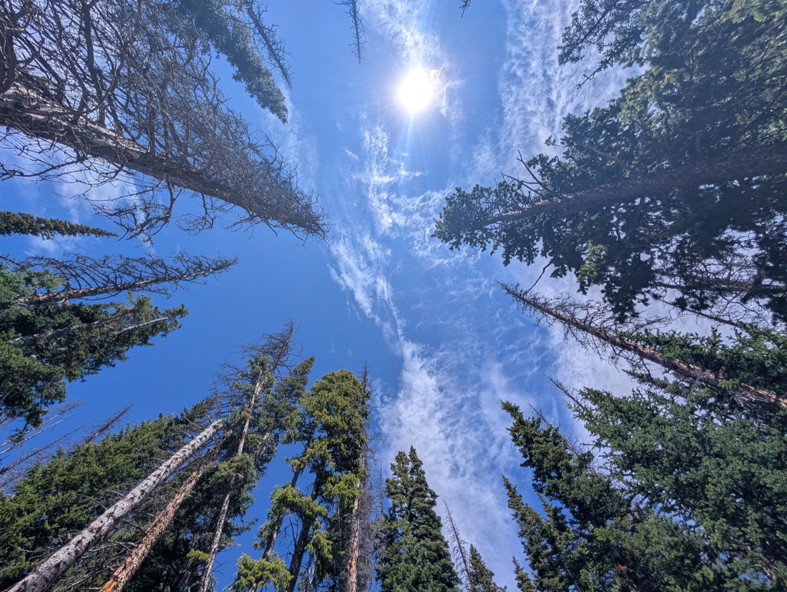 Pine forest canopy